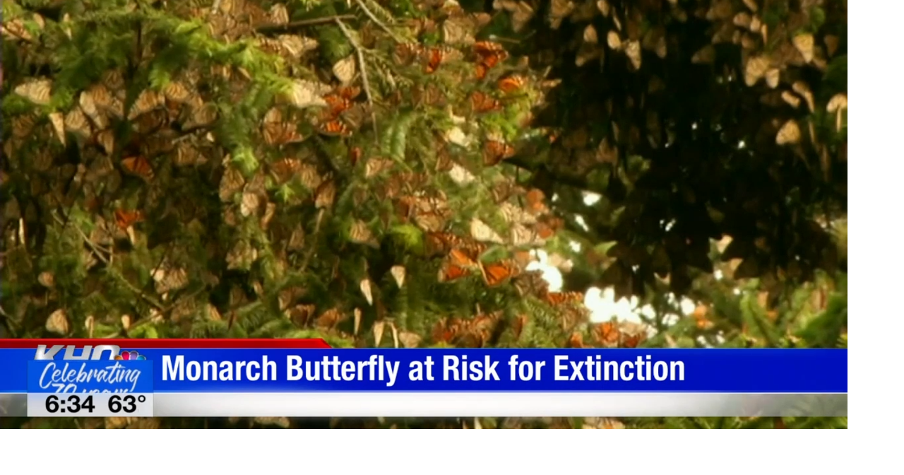Monarch Butterflies declared 'endangered' by global organization