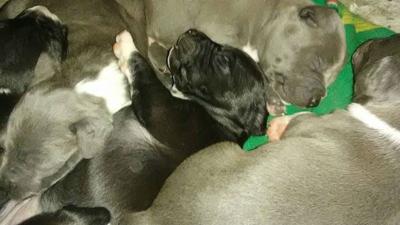 Spokane Man Says Dog 11 Puppies Taken From Yard News