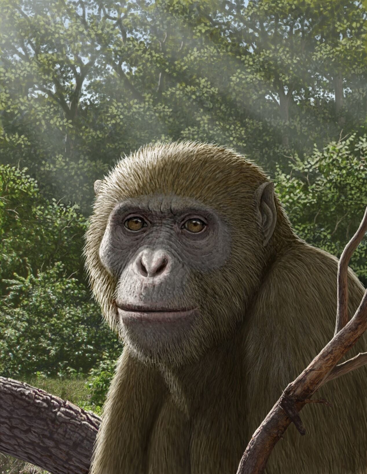 New ape discovery 'reshaping' understanding of evolution