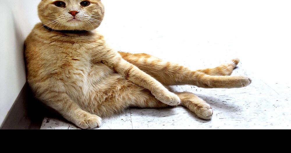 Fat cat eating rat prompts lockdown at Groff Elementary School