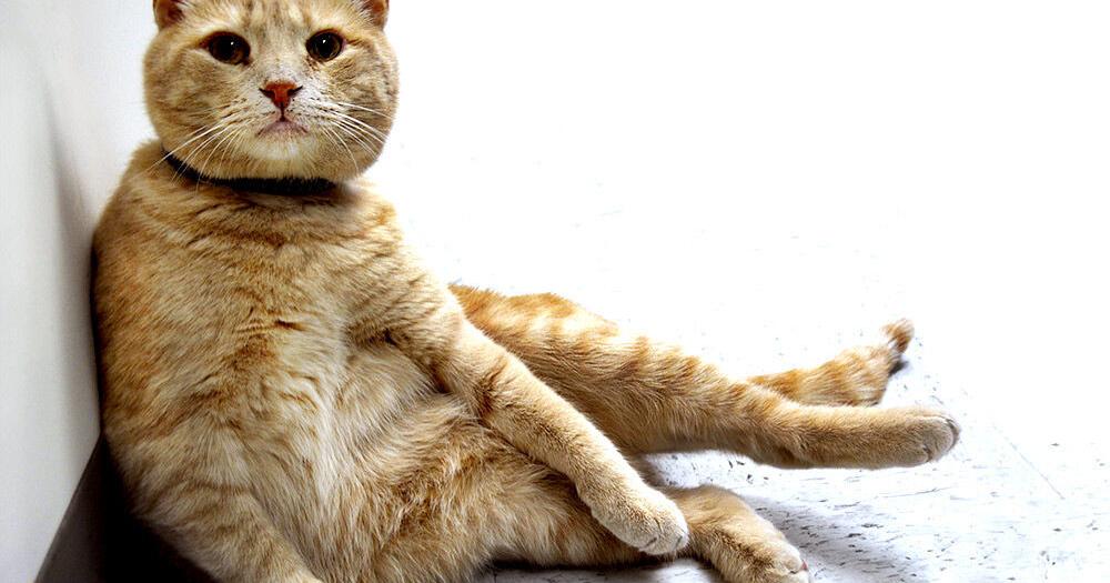 Fat cat eating rat prompts lockdown at Groff Elementary School