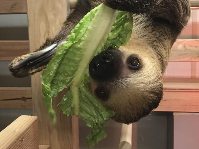 Winston The Sloth Arrives At Zoomontana Regional Khq Com