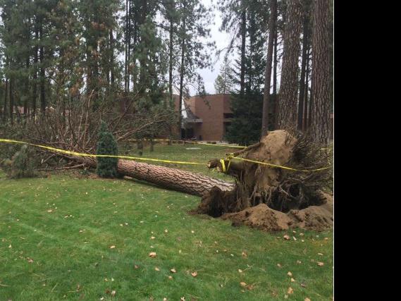 Have A Tree You Need Removed Here Is A List Of Certified Arborists In The Spokane Area News Khq Com