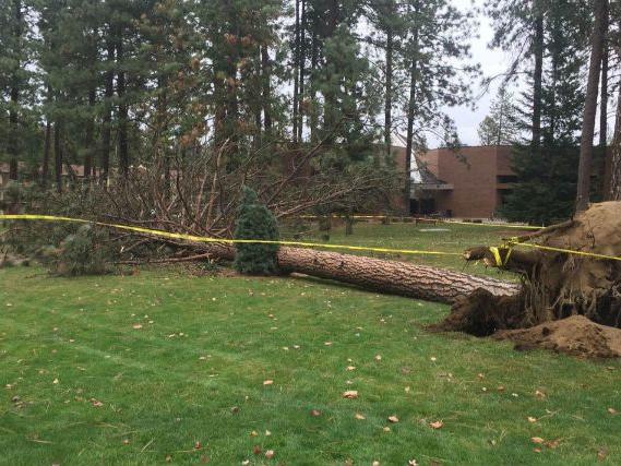 Have A Tree You Need Removed Here Is A List Of Certified Arborists In The Spokane Area News Khq Com
