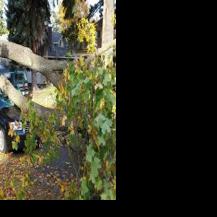 High winds knock down tree in Spokane | Spokane News | khq.com
