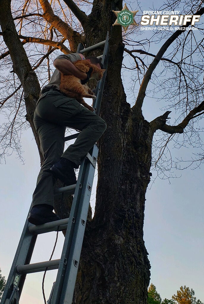 Spokane Co. Deputies team up to rescue cat stuck in tree for three days