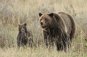 Federal Plan to Delist Grizzly Bears Presented to Idaho Legislators