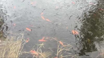 Fish Frenzy: Hundreds of goldfish are in West Medical Lake