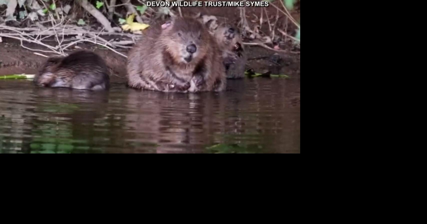 Beavers become first legally sanctioned reintroduction of extinct