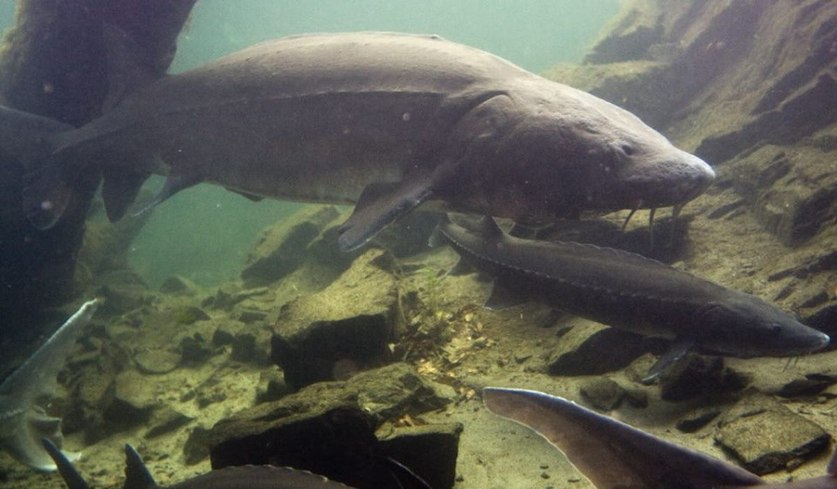 Wdfw top fishing regulations