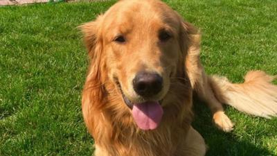 Golden Retriever Digs Up Heroin In Oregon Backyard News Khq Com