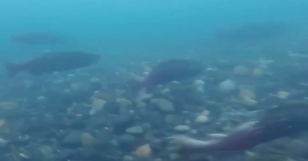 Oregon nonprofits to sue Pacific Seafood over pollution violations