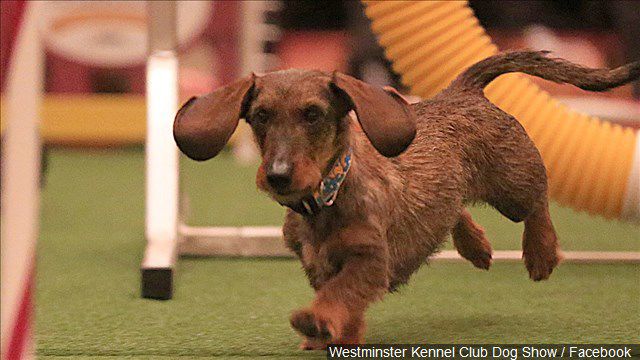 Wiener Dog Dachshund Burns Wiener Dog Burns The Dachshund