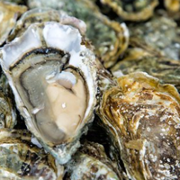 Fecal matter is causing problems for shellfish in Washington State ...