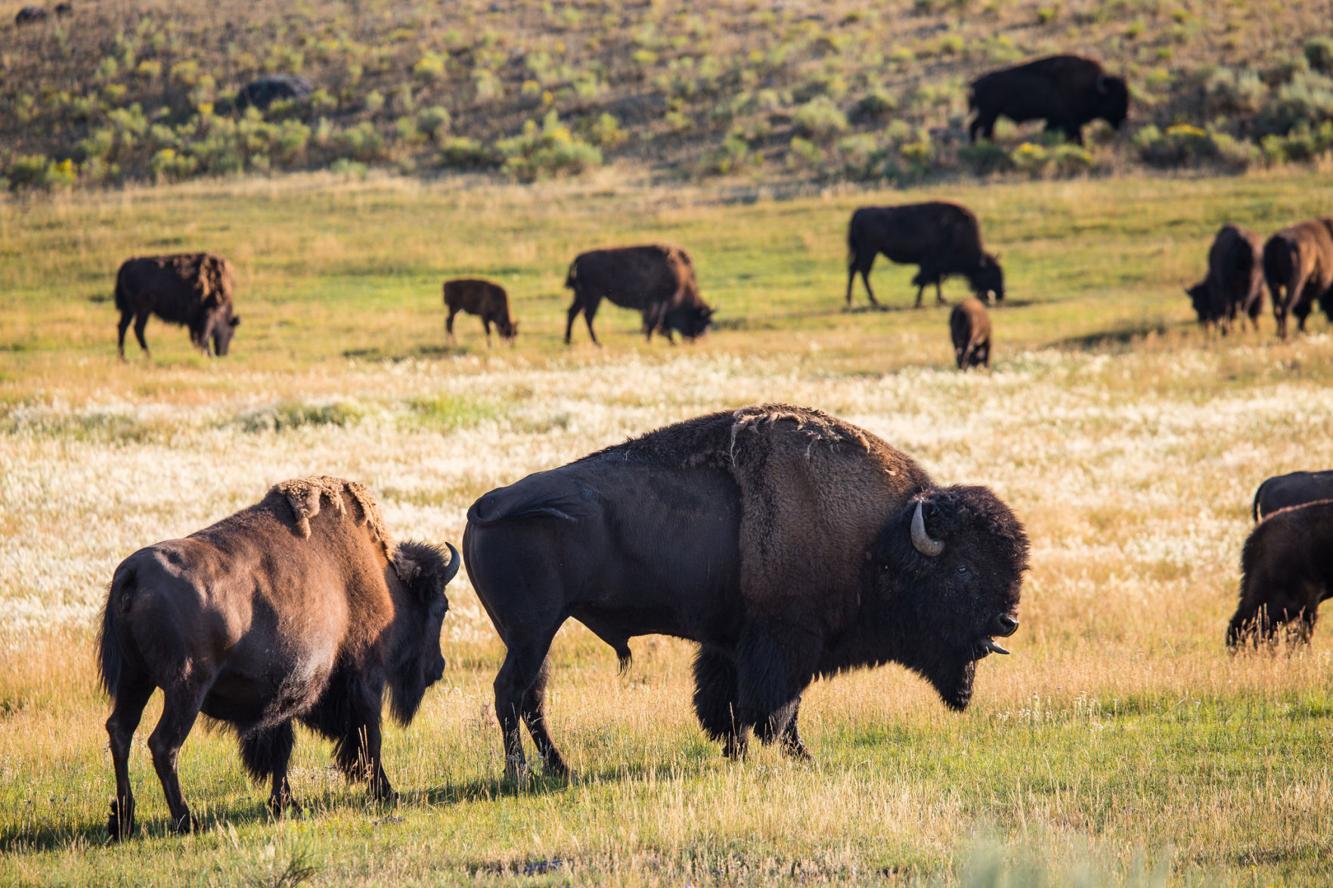 Woman injured after approaching bison in Yellowstone ...