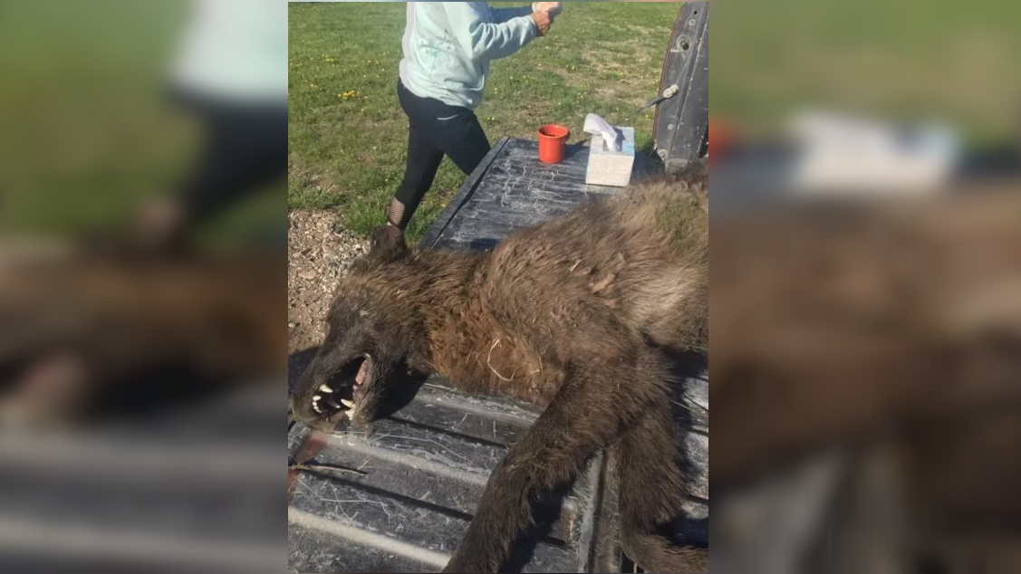 Mysterious Wolf-like Creature Shot In Montana | Spokane News | Khq.com