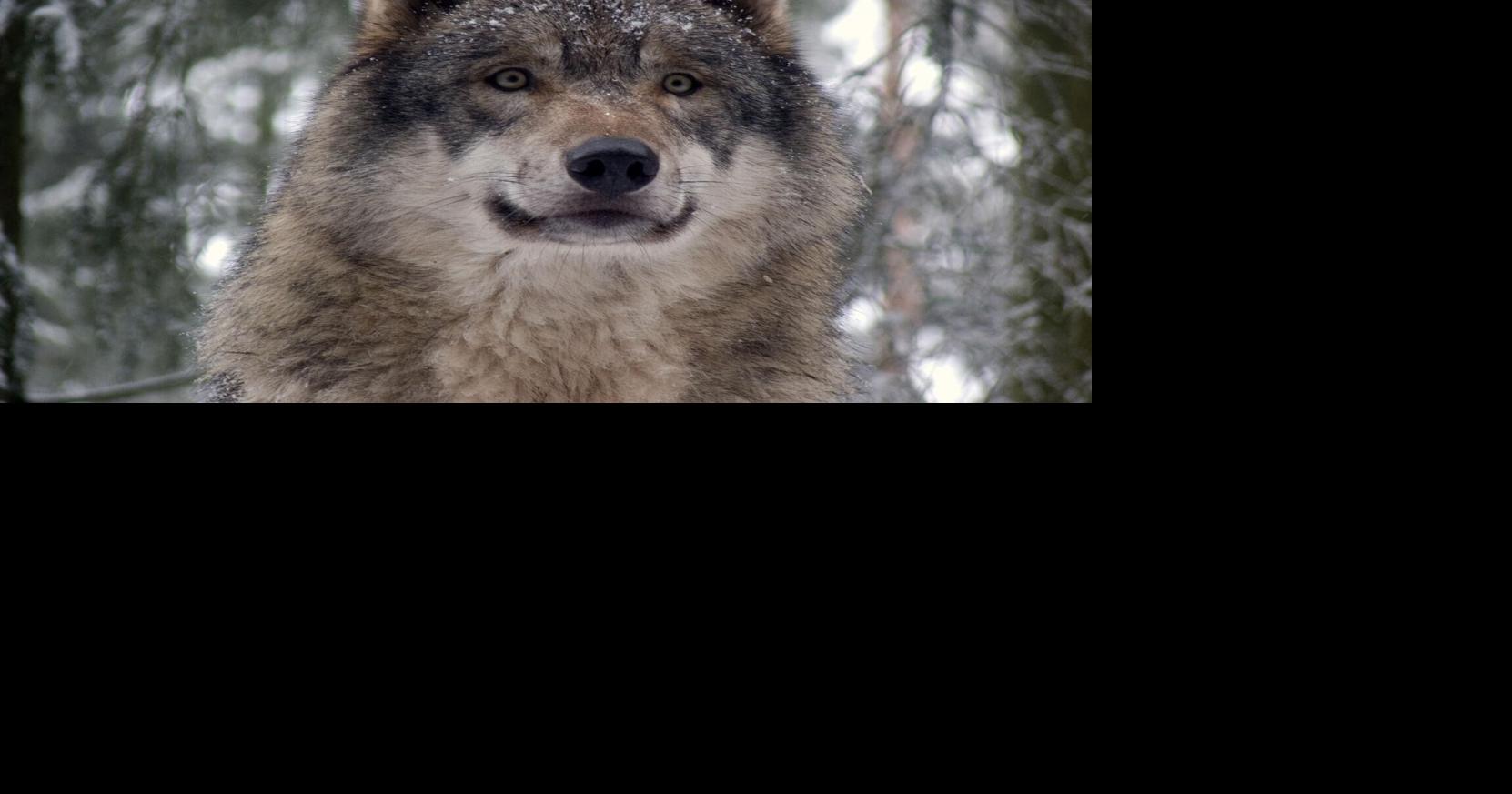 Washington officials propose to reclassifying gray wolves from ...
