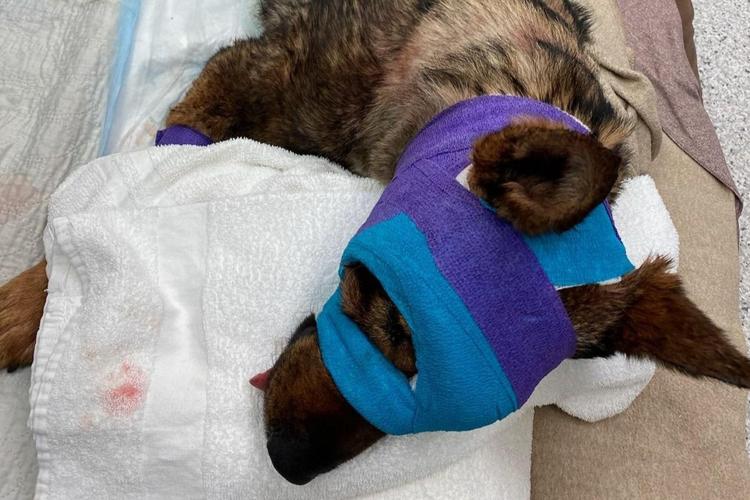 Moses Lake K9 shot by fleeing robbery suspect continues to recover ...