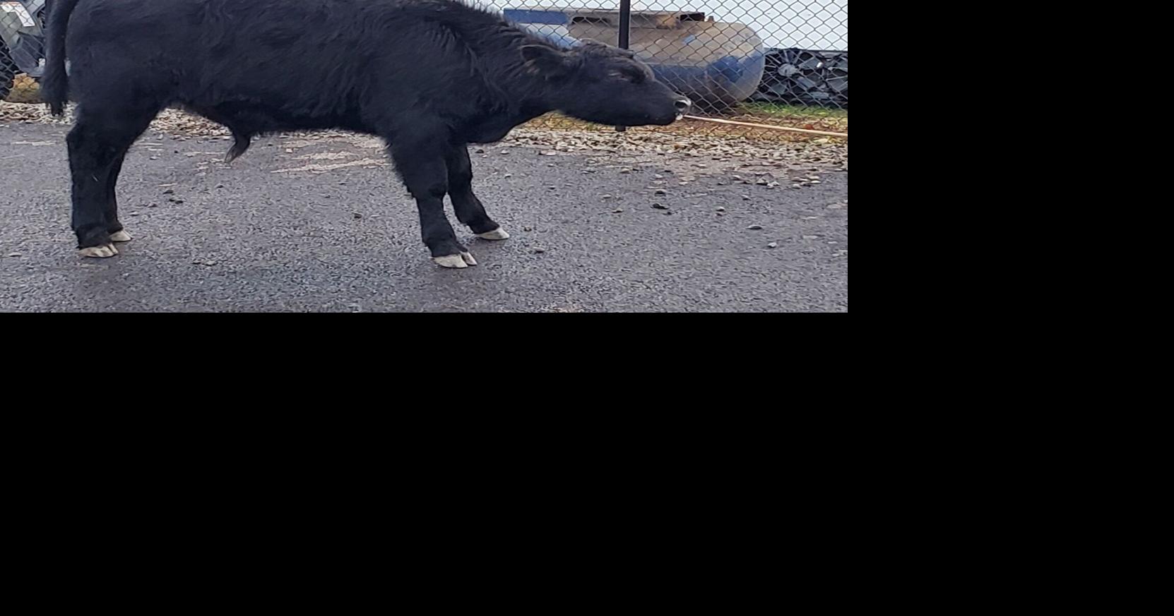 Deputies search for owner of missing cow near Athol | Spokane News ...
