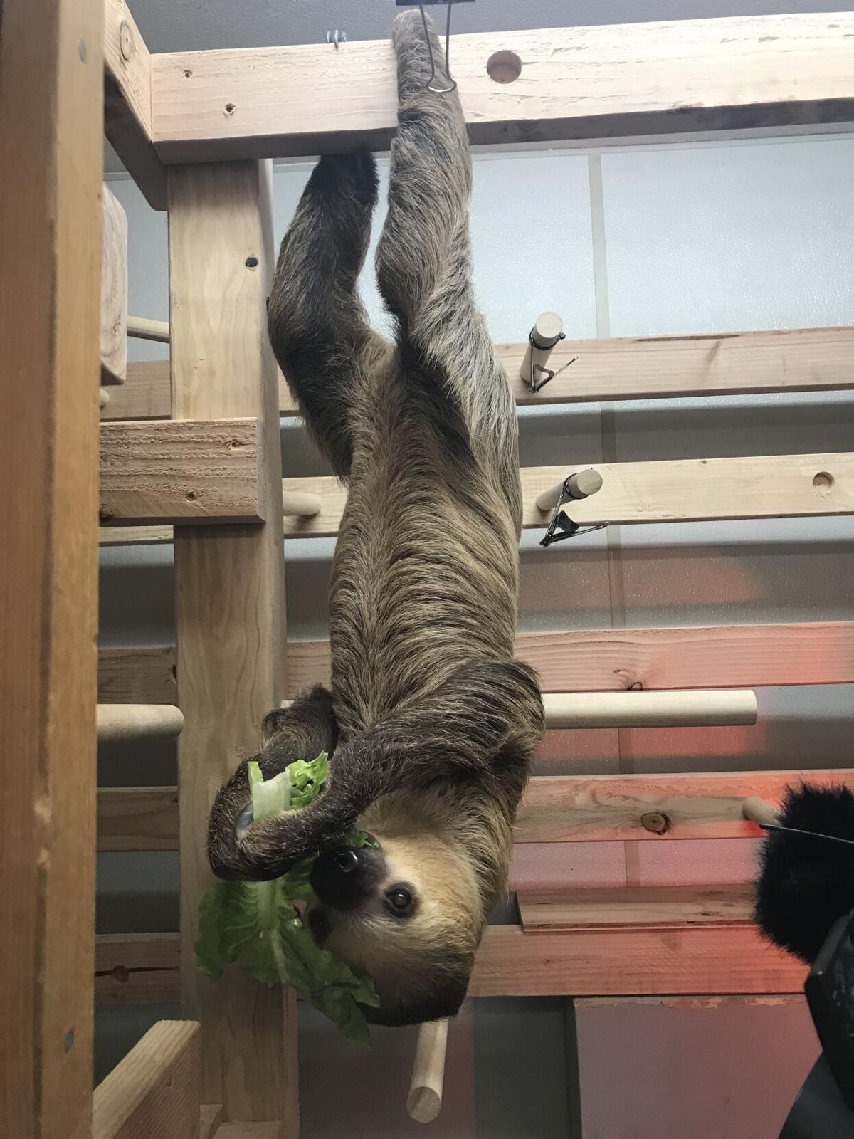 Winston The Sloth Arrives At Zoomontana Regional Khq Com