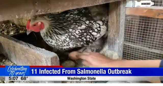 Backyard Poultry Linked To Nationwide Salmonella Outbreak 11 Cases Identified In Washington 