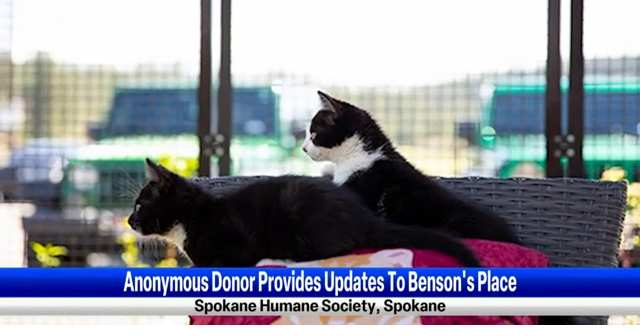 adopt – cats – Spokane Humane Society