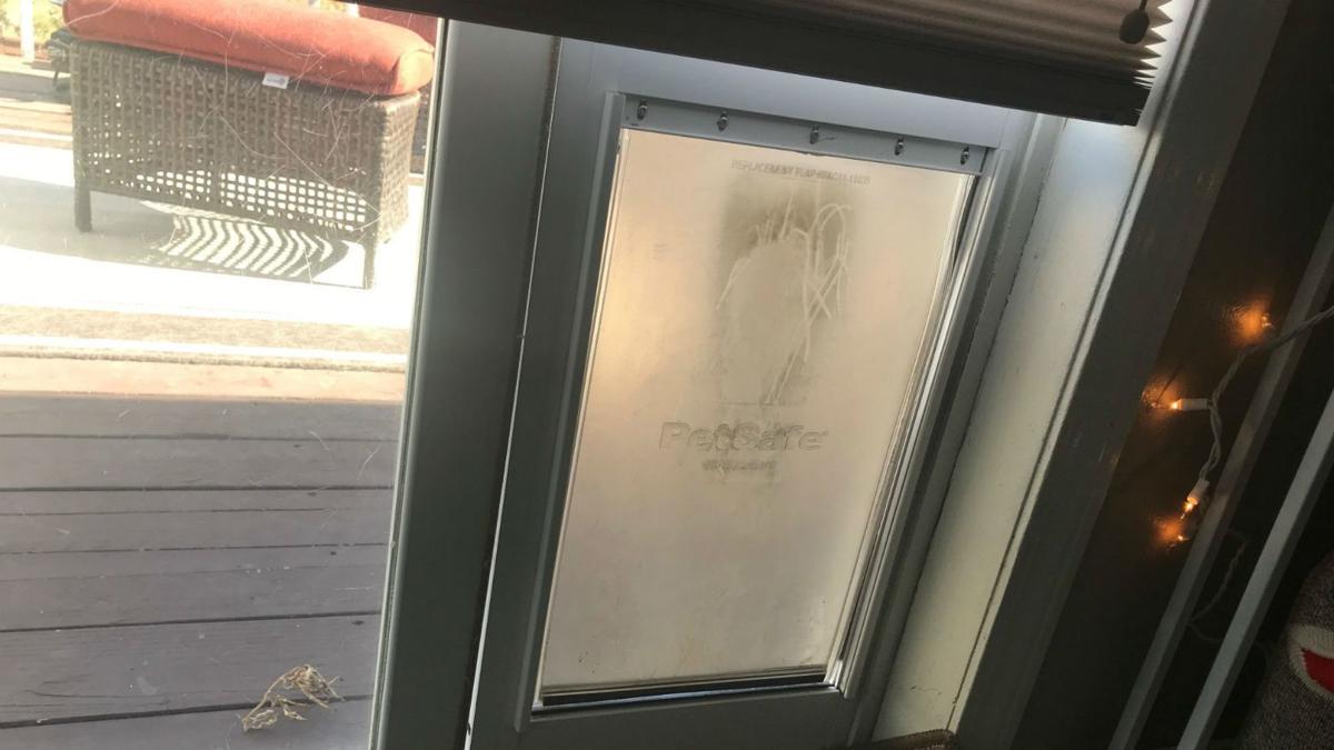 Spokane Woman Uses Doggy Door To Break Into Home Pet Dog