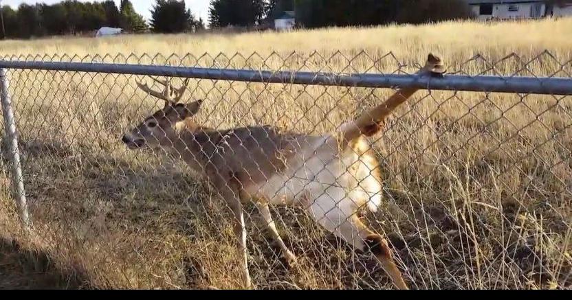 VIDEO: Spokane man saves deer stuck in fence | Spokane News | khq.com