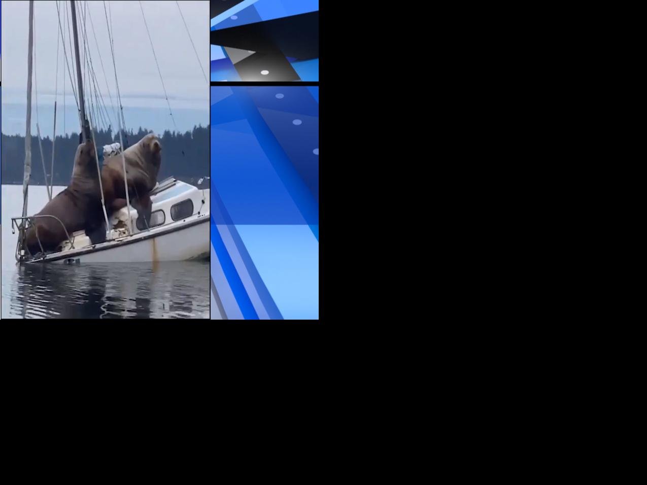 Gonzaga alum captures viral video of massive sea lions lounging on boat