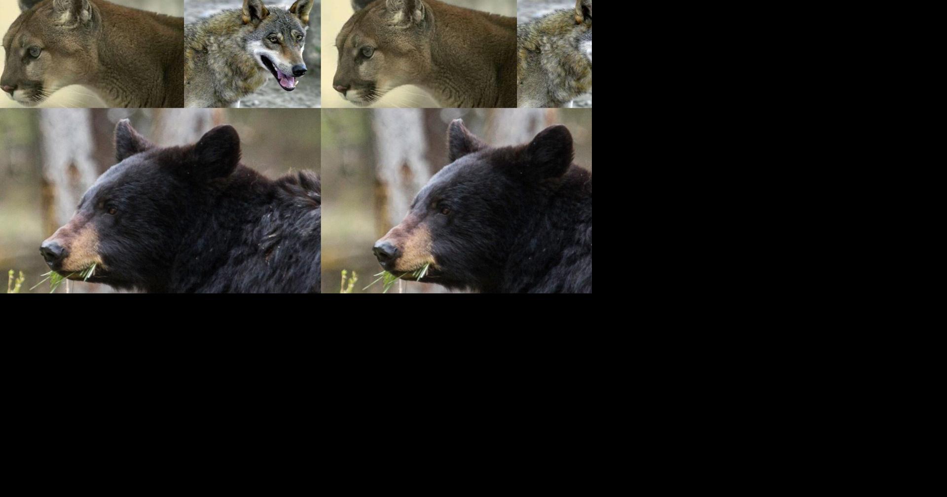 Wolves, bears and cougars under scrutiny as agricultural leaders argue ...