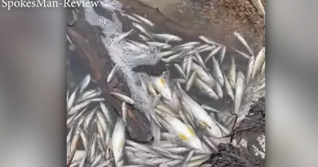 Spokane River mystery: Thousands of fish found dead | Spokane News ...