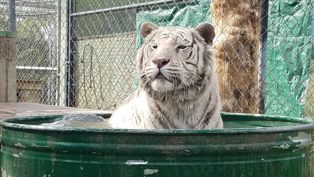 Bengal Tigers - Cat Tales Wildlife Center