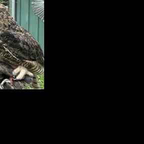 West Valley Outdoor Learning Center in Spokane Valley continue search for missing owl | Spokane News | khq.com