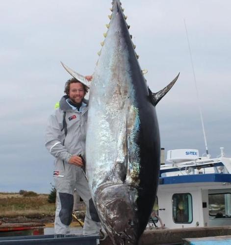 Massive Tuna Will Yield 20K Pieces Of Sushi, Spokane News