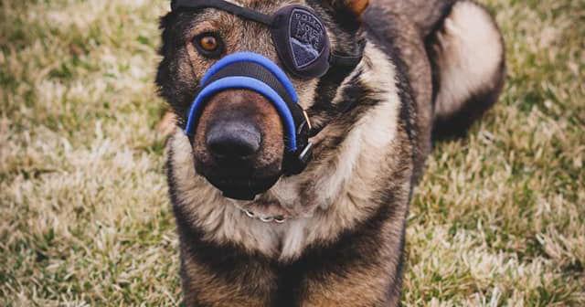 Moses Lake Police announce retirement of K9 Chief after recovering from ...