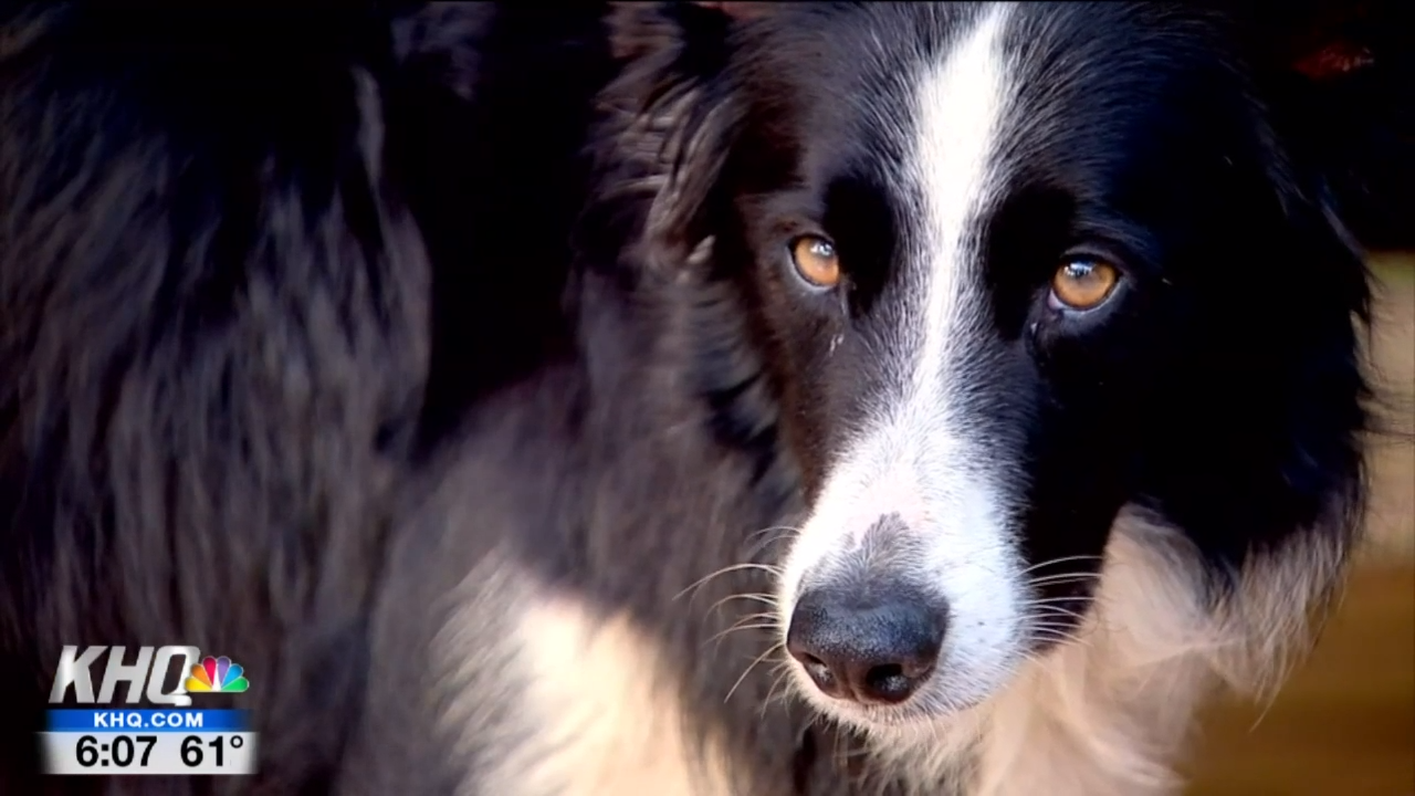Watch After Border Collie Katie Was Lost For 57 Days Her And Owners Are Home News Khq Com