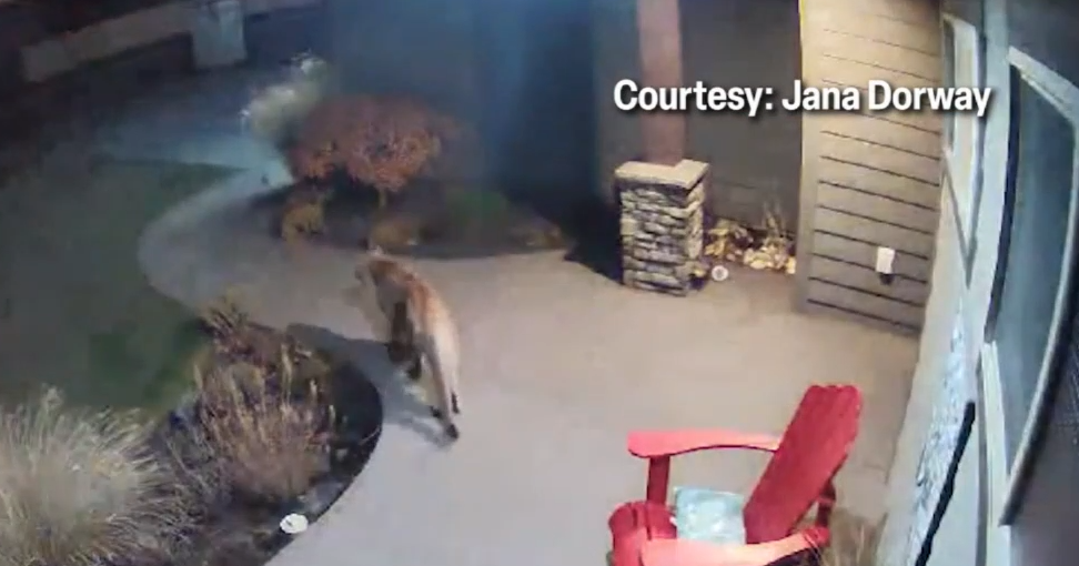 South Hill residents spot cougar in their neighborhood | Spokane News | khq.com