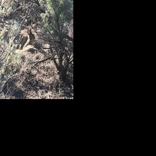 Researchers armed with drones work to help conserve Columbia Basin ...