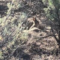 Researchers armed with drones work to help conserve Columbia Basin ...