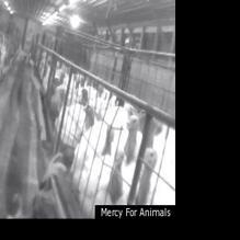 Butterball Turkey Factory Raided After Undercover Video Reveals Cruelty