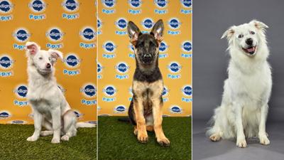 Three Double J Dog Ranch Dogs Set To Play In Puppy Bowl Xvi Dog Bowl Iii This Weekend News Khq Com