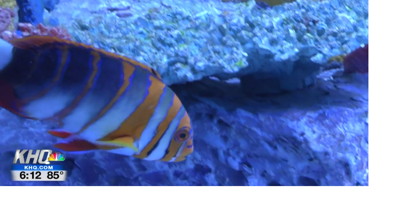 WATCH Blue Zoo opening this week in Northtown Mall News