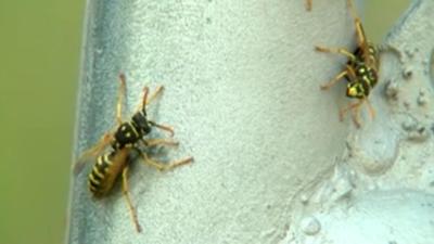Hornets, yellow jackets,  wasps are problematic on the fire line