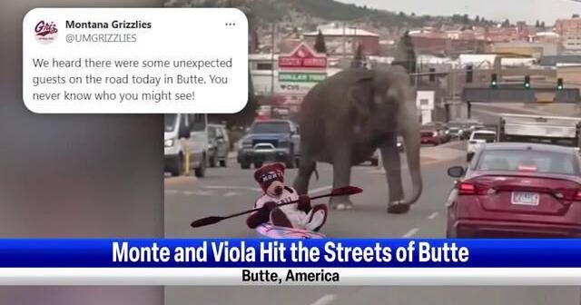 Monte and Viola Hit the streets of Butte |  | khq.com