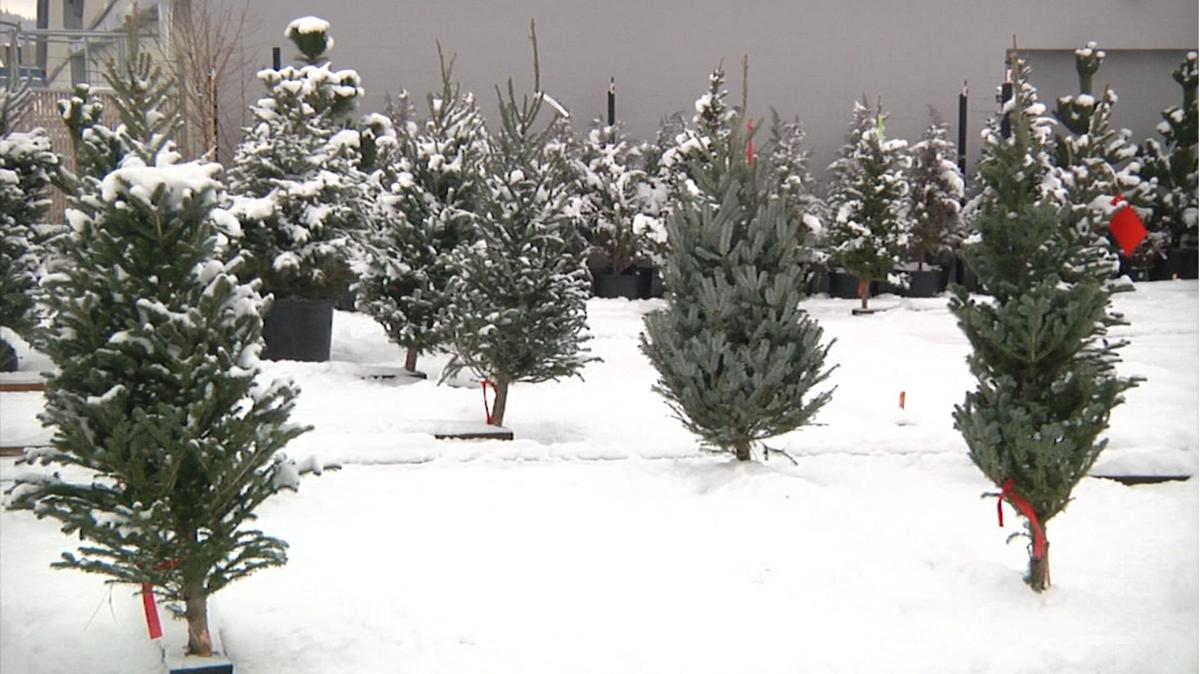 Spokane Solid Waste Christmas Trees 2022 Christmas Tree Recycling Projects Return Across Montana | Regional | Khq.com