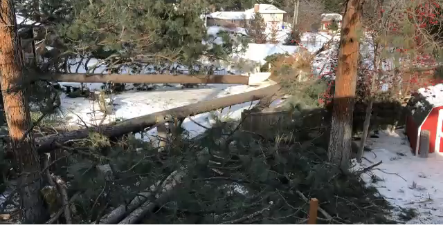 Injuries after trees fall around Spokane Valley home | Spokane News ...