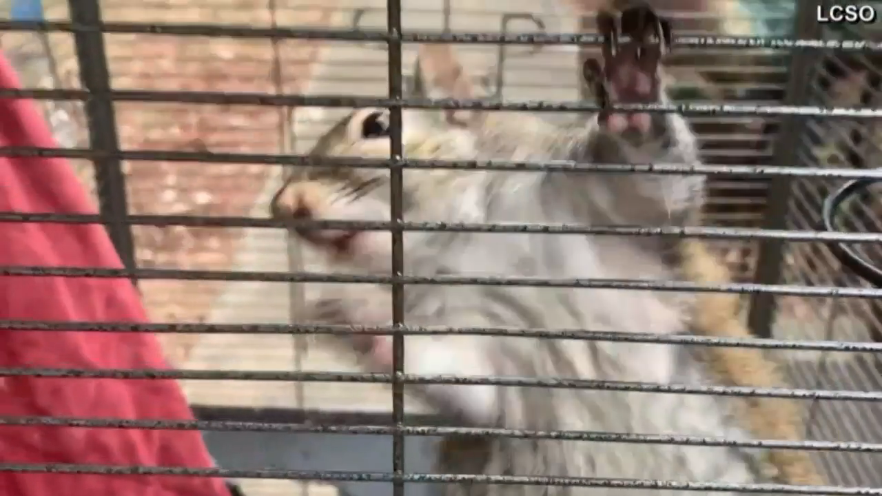 UPDATE: In video, Alabama man denies feeding meth to squirrel | News |  