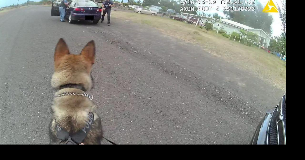 First day on patrol, K9 Chief makes his first arrest for Moses Lake PD ...
