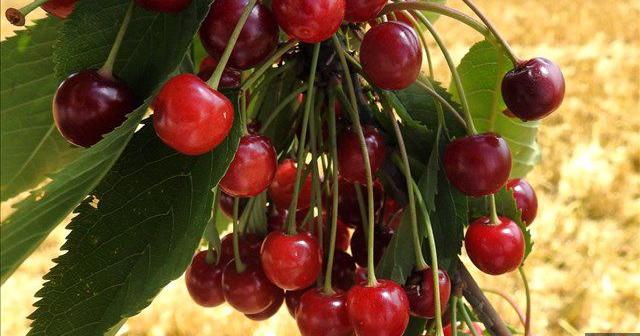 Green Bluff Grange hosts 4 mile cherry picker trot and pit spit! - Vimarsana News