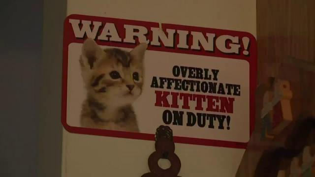 79 Year Old Ohio Woman Sentenced To Jail For Feeding Stray Cats